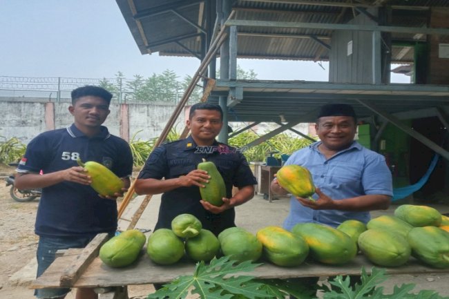 Lapas Piru Panen 20 Kg Pepaya California Hasil Pembinaan Kemandirian Warga Binaan