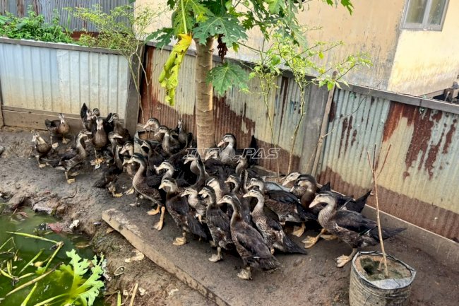 SAE Lapas Amuntai Manfaatkan Paya Lokal untuk Pakan Ternak Bebek