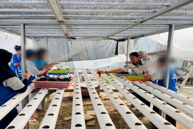 Lapas Perempuan Ambon Perkuat Program Ketahanan Pangan melalui Penanaman Selada