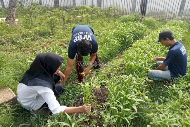 Rutan Barabai Panen Sawi dan Kangkung, Dukung Ketahanan Pangan dan Kemandirian Warga Binaan