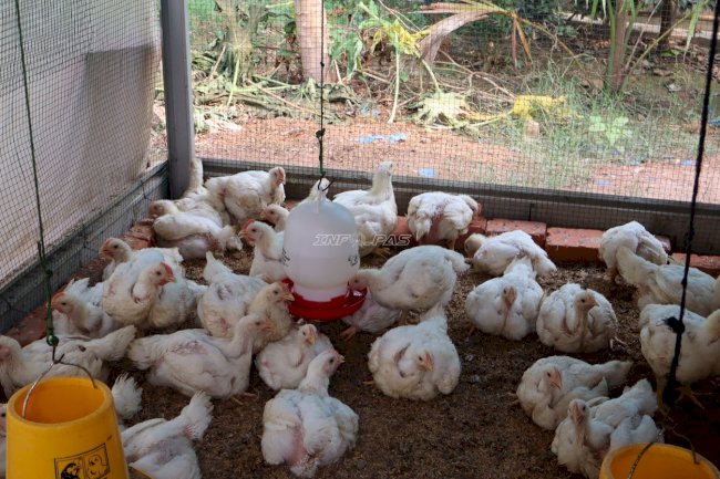 Lapas Amuntai Panen 125 Kilogram Ayam, Dukung Ketahanan Pangan