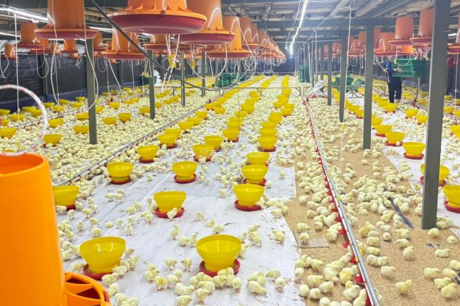 Tebar Perdana 20.000 DOC Ayam Broiler, Lapas Terbuka Kendal Resmikan Kandang