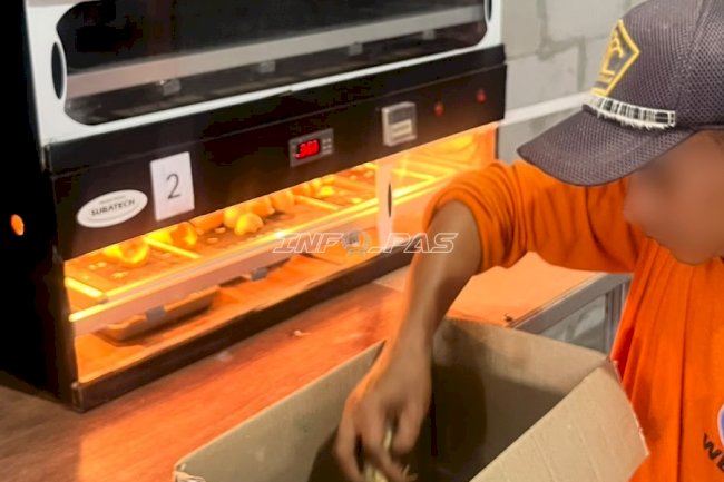 Lapas Terbuka Kendal Mulai Pasarkan DOC Ayam KUB, Produksi 50 Ekor per Hari